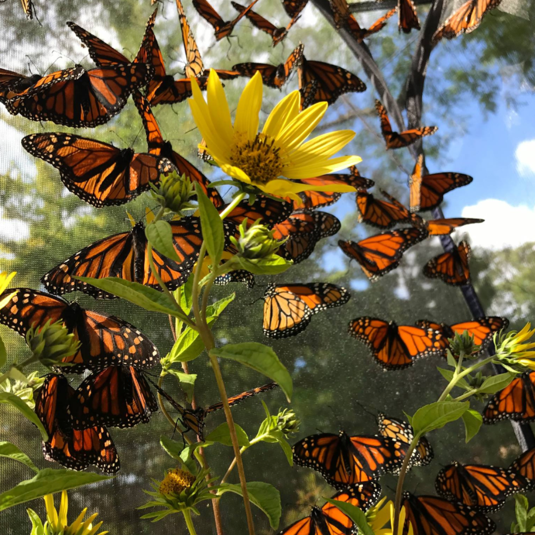 Plant it and they will come