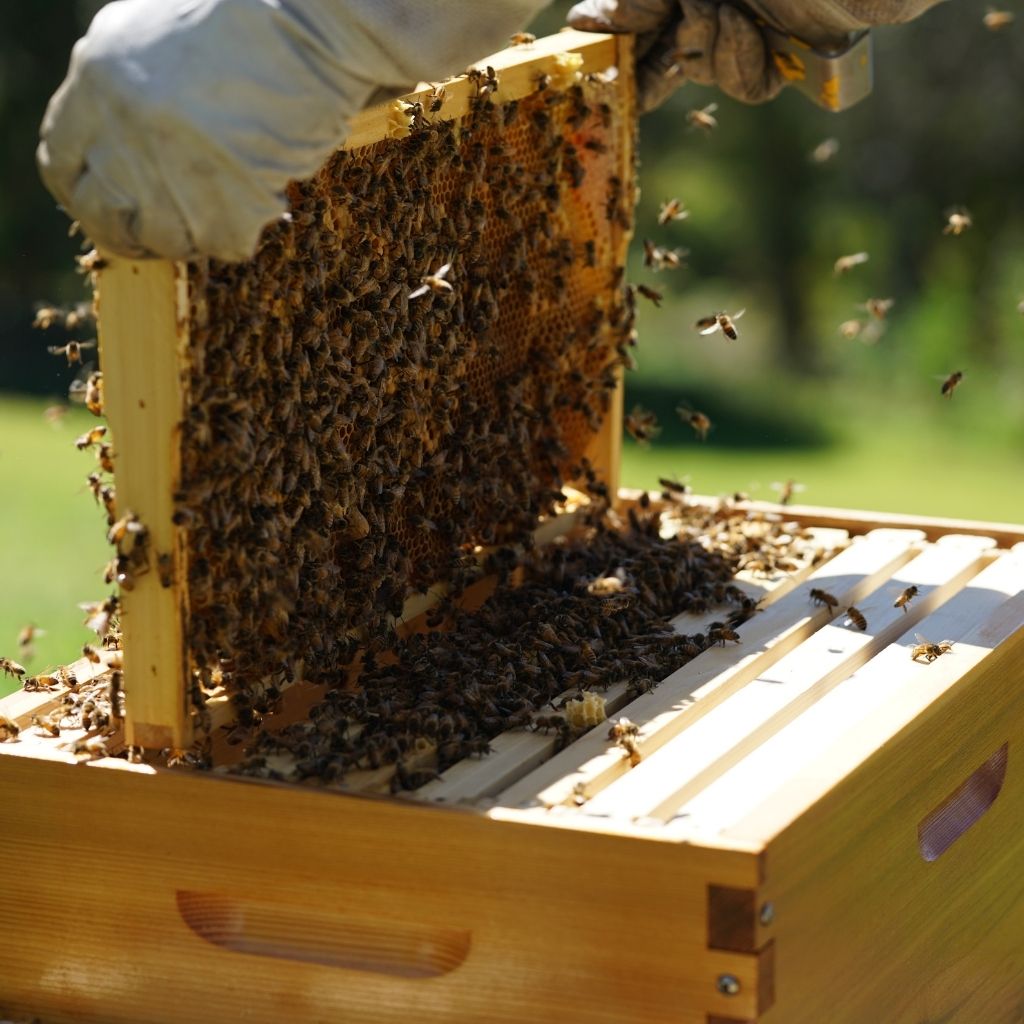 How do bees make honey? - Flow Hive EU