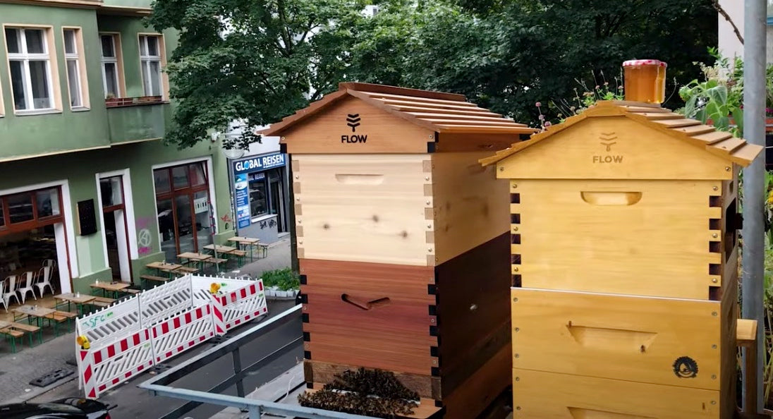 WHERE TO PUT  A HIVE