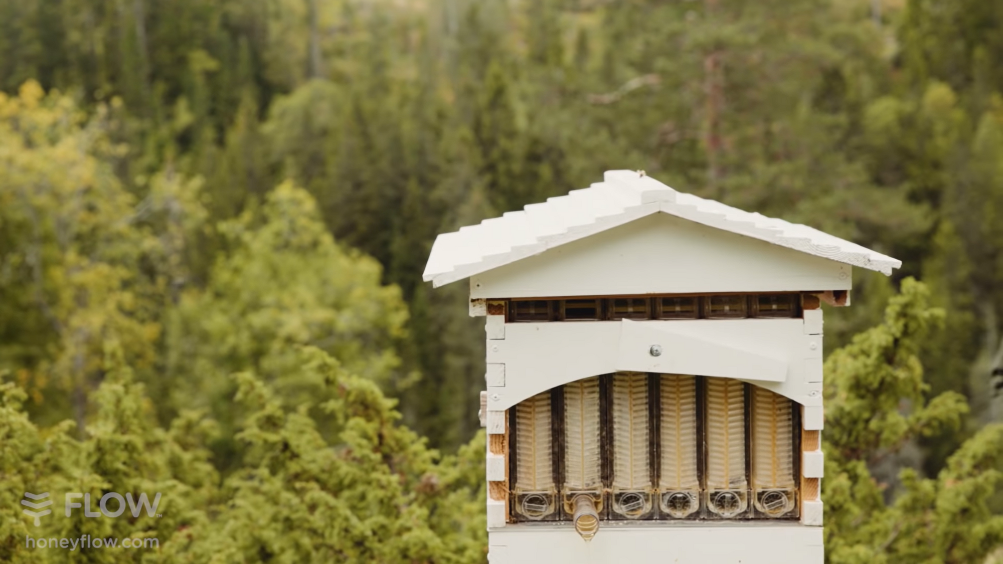 Harvesting Flow Hive honey on a mountaintop in Norway