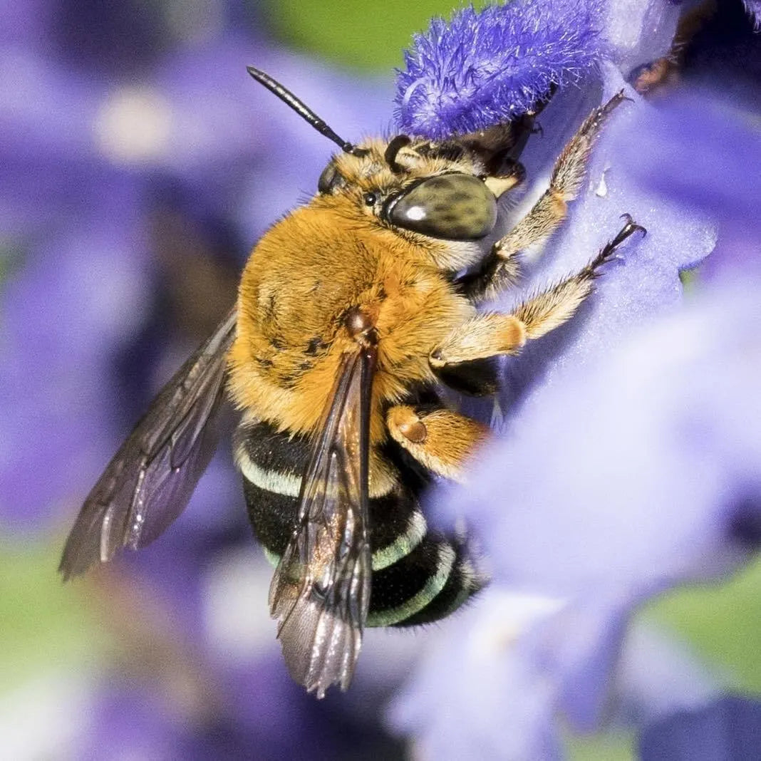 Plight of the Bumble Bee: Conserving Native Pollinators