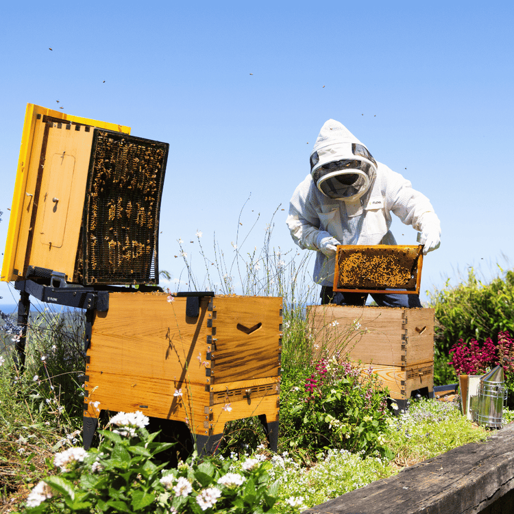 Spring Beek Bundle
